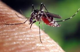 Moustiques Un Repulsif Cutane Redoutable Qui Vous Protegera Longtemps Moustique Repulsif Piege A Moustiques
