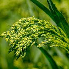 What You Need To Know About Growing Millet Mother Earth News Biointensive Gardening Organic Gardening Growing Food