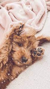 Free Iphone Wallpapers Elizabeth Anne Cute Baby Dogs Cute Puppy Wallpaper Cute Dog Wallpaper
