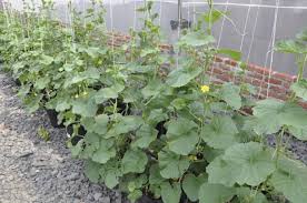 Maybe you would like to learn more about one of these? Cara Menanam Mentimun Dalam Pot