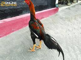 Mengenal ayam bangkok, ayam aduan asli thailand. Ciri Ayam Bangkok Lancuran Yang Berkualitas Tips 12onlinegaming