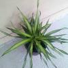The florist may also help with selecting color, style and size.more. 1