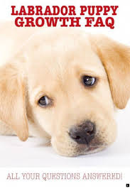 Simply Click The Link For More Info Labrador Retriever Please Click Here To Get More Informati Labrador Puppy Labrador Retriever Training Labrador Retriever