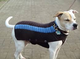 Hunde pullover stricken kleidung für hunde hunde mantel stricken und häkeln strickanleitung pullover pulli stricken selber machen hund basteln anleitung stricken. Hund Hat Mantel Endlich Neues Vom Bastelschaf