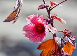 Image result for Hibiscus barbosae