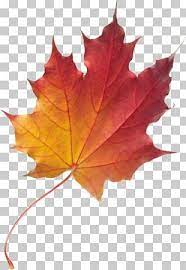 Maple Leaf Autumn Leaf Color Png Autumn Leaf Color Leaf Photography Autumn Illustration