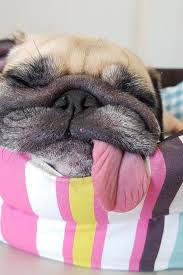 Close Up Face Of Cute Funny Puppy Pug Dog Sleep Rest On Pillow Bed With Tongue Sticking Out In Lazy Time Pugs Pug Memes Puppies Funny