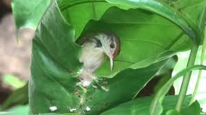 Pictures Of Birds With Their Nests And Names Tailor Bird Making Nest Very Close View In 2020 Bird Nest Beautiful Birds