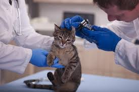 Check spelling or type a new query. 19 645 Healthy Pets Photos Free Royalty Free Stock Photos From Dreamstime