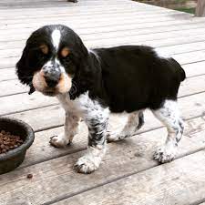 There remains a great deal of ambiguity in terminology regarding mottled dogs, which are called roan, ticked, mottled and belton depending on the context. Pin On Springer Love