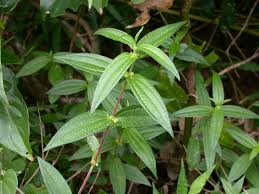 Image result for Pouzolzia parasitica