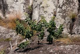 Image result for Lopholaena brickellioides