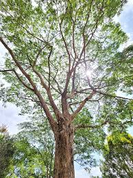 Image result for Pterocarpus