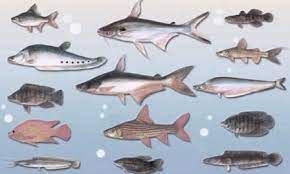 Dari sisi keragaman ada lebih dari 300 jenis ikan hias air tawar maupun laut yang menjadi andalan ekspor. Di Indonesia Banyak Terdapat Ikan Yang Dapat Dikonsumsi Baik Yang Bersumber Dari Air Tawar Maupun Air Laut Ikan Ini Memiliki Ni Ikan Air Tawar Ikan Air Tawar