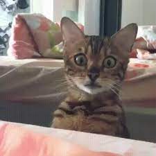 When You See Something You Re Not Supposed To Gif On Imgur Cute Cat Gif Cats Funny Animals