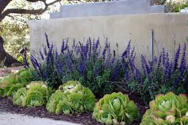 Get in touch * indicates required field. 18 Los Angeles Drought Tolerant Garden Ideas Drought Tolerant Garden Xeriscape Drought Tolerant Landscape