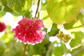 Image result for Dombeya acutangula