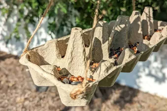6 dicas criativas para reaproveitar as caixas de ovos - CicloVivo