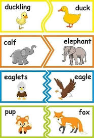 Animals And Young Ones In 2020 Baby Animal Names Learning Cards Animals Wild