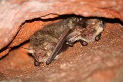 Ein solcher garten ist für insekten attraktiv und damit auch für fledermäuse, deren nahrung insekten sind. Fledermause Schutzen Tipps Fur Deren Schutz Im Eigenen Garten