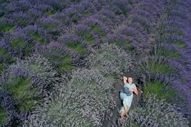 Maybe you would like to learn more about one of these? Local S Guide To The Best Lavender Fields In Oregon