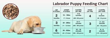 Lab Puppy Food Chart Goldenacresdogs Com