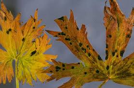 Gardening expert tonya ashworth points out that potatoes are in the same family as tomatoes, so they get many of the same diseases. Delphinium Black Leaf Spot Pacific Northwest Pest Management Handbooks
