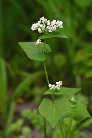 Image result for Fagopyrum esculentum