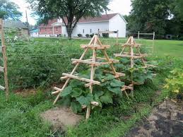 One thing you should know about this plant is that its family (under squash varieties) would have tendrils. Pin By Willi Wacker On Garden Ideas Vertical Vegetable Gardens Vertical Vegetable Garden Pumpkin Trellis
