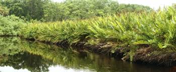 Image result for Acrostichum