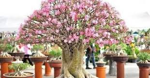 Harga Bonsai Adenium Termahal