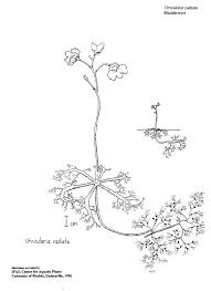 Image result for Utricularia reflexa