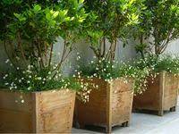 Maybe you would like to learn more about one of these? 9 Japanese Maple Planter Box Ideas Planter Boxes Wooden Planters Wood Planters