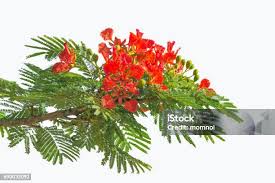 Image result for Caesalpinia rubra