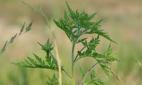 Ambrozia este o plantă erbacee care face parte din familia asteraceae. Ambrozia Novo Medica