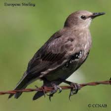 North America Bird Identifier By Picture All Birds Of North America Starling Pictures Starlings Of North America Black Birds Birds Pet Birds Starling Beautiful Birds