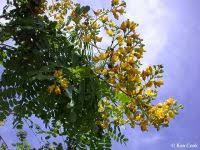 Image result for Caesalpinia ferrea