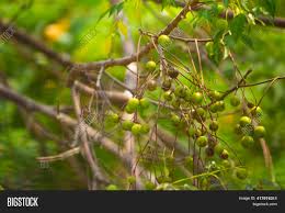Azadirachta indica, commonly known as neem, nimtree or indian lilac, is a tree in the mahogany family meliaceae. Fresh Mountain Neem Image Photo Free Trial Bigstock