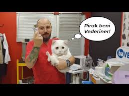 Kopekler Dalinle Yikanir Mi