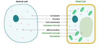 We did not find results for: Plant And Animal Cells Biology Diagram Quizlet