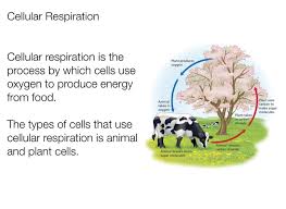 We did not find results for: Photosynthesis And Cellular Respiration Screen 4 On Flowvella Presentation Software For Mac Ipad And Iphone