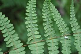 Image result for Histiopteris