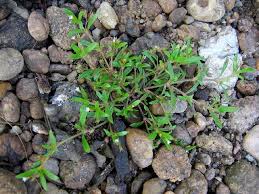 Image result for Oldenlandia herbacea