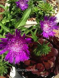 Perennial Rock Garden Aster Rock Garden Flower Garden Lawn And Garden