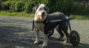 How Long Can Dogs Live With Arthritis Quality Of Life In Arthritic Pets
