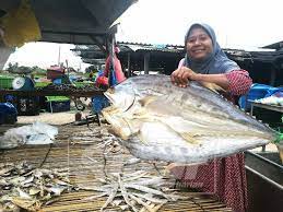 Mau masak lemak ikan masin, kari. Rezeki Ikan Talang Lumayan