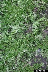 Image result for Poa annua