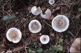 Image result for Clitocybe multiceps