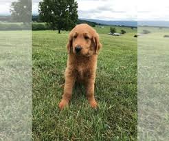 Litter of 5 on puppyfinder.com. View Ad Goldendoodle Litter Of Puppies For Sale Near Virginia Harrisonburg Usa Adn 266835