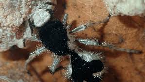 Image result for panda ant